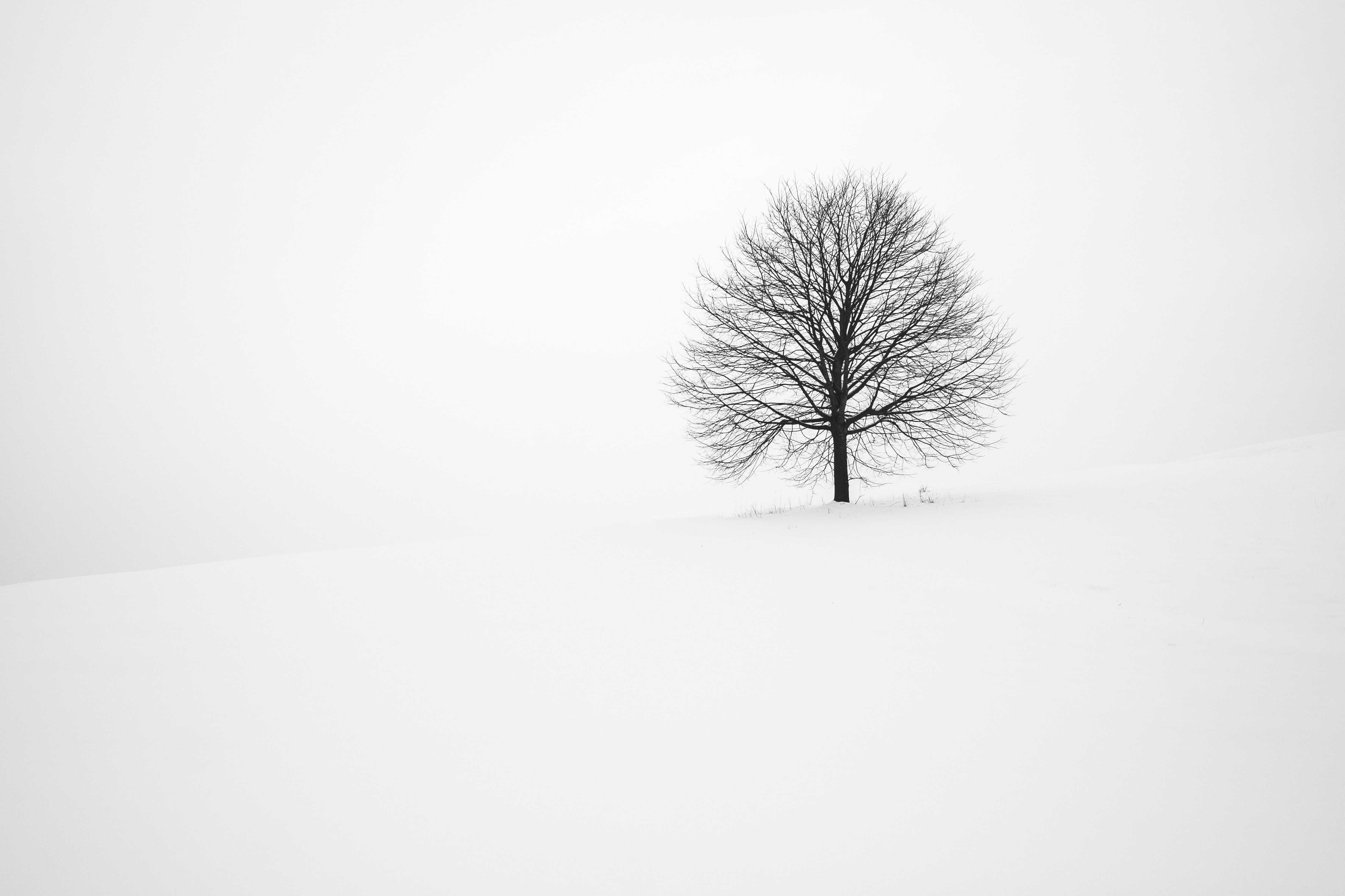 Photo of a lone, barren tree on a snowy landscape